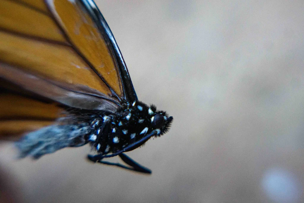 mariposa monarca vista muy de cerca, donde se observan sus manchas en el cuerpo y en las alas