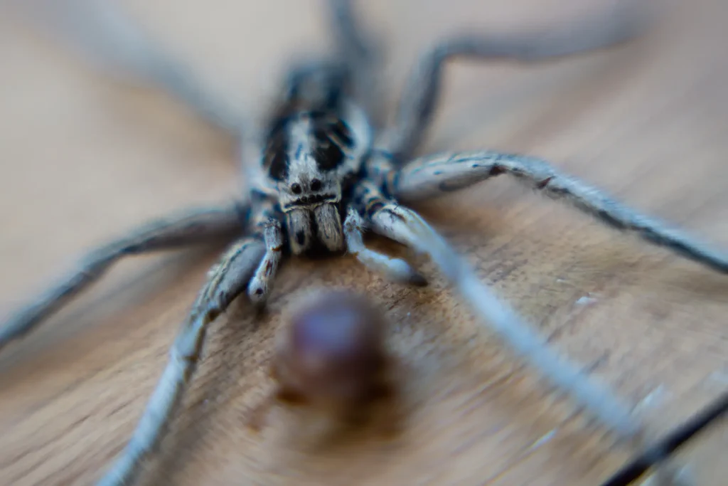 araña lobo cerca de un bicho marrón