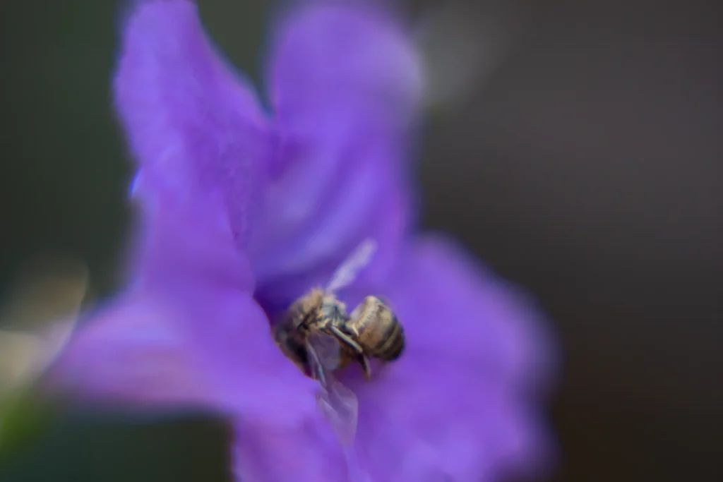 una abeja está metida en una flor violeta