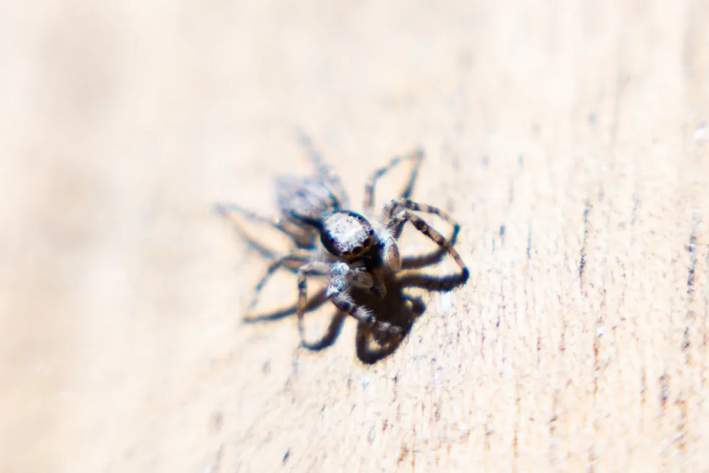araña saltarina común vista de cerca
