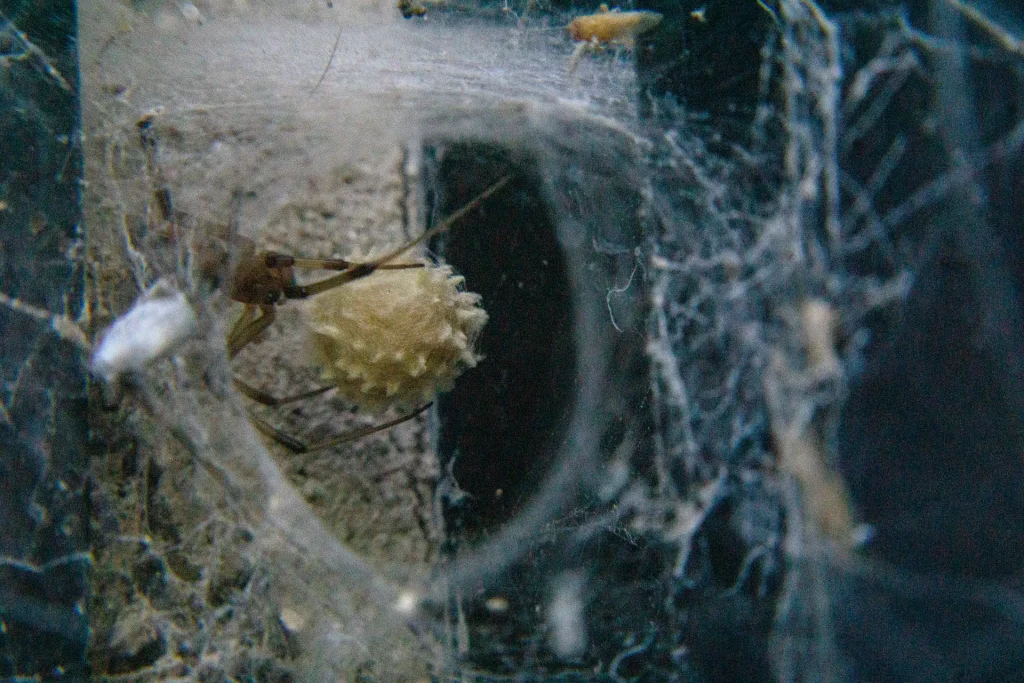 araña dentro de su tela cuidando su huevo